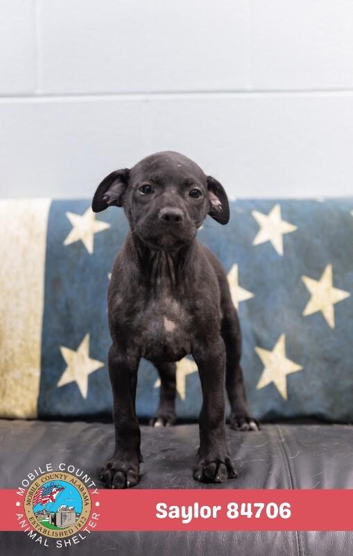 Enlarge Saylor, a Adoptable Plott Hound in Mobile, AL image 4/4