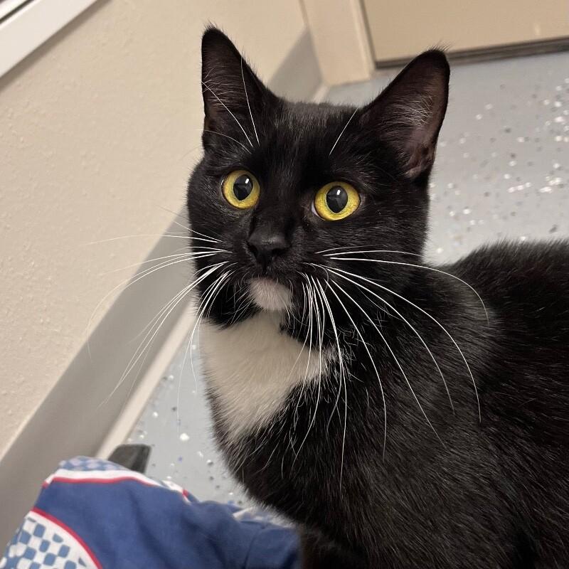 Enlarge Rousey, a Adoptable Domestic Short Hair in Yankton, SD image 1/3