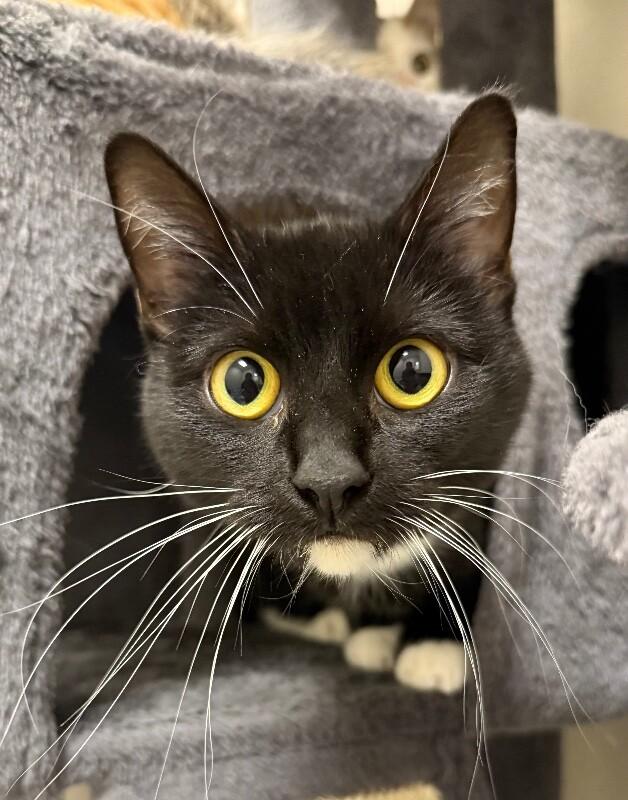 Enlarge Rousey, a Adoptable Domestic Short Hair in Yankton, SD image 2/3