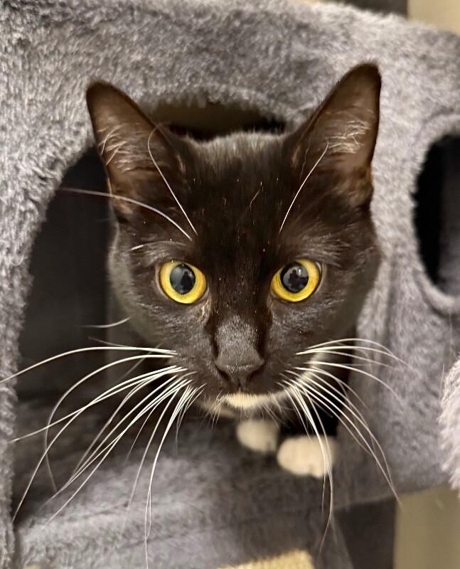 Enlarge Rousey, a Adoptable Domestic Short Hair in Yankton, SD image 3/3