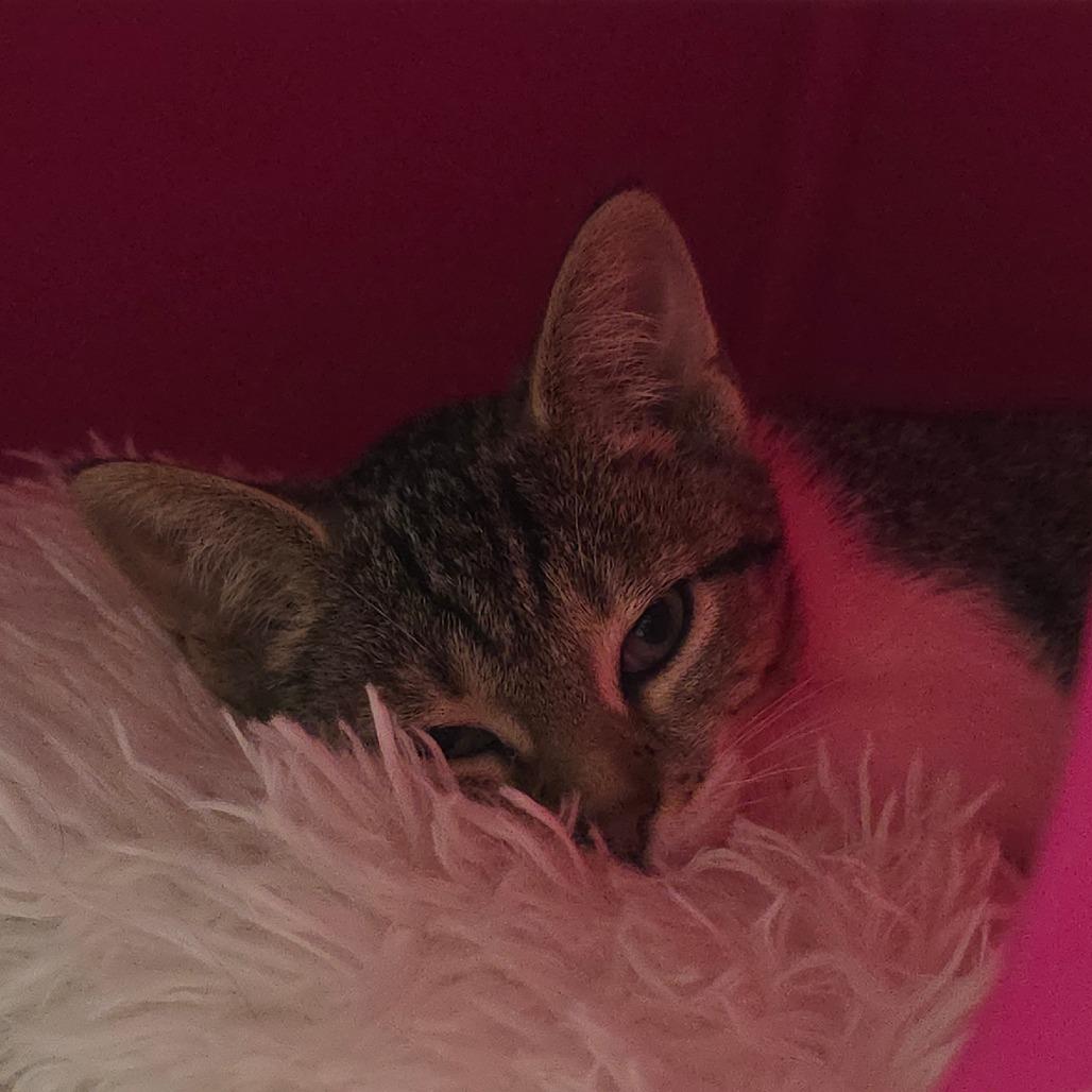 Booboo, Adoptable, Kitten Female Domestic Short Hair.