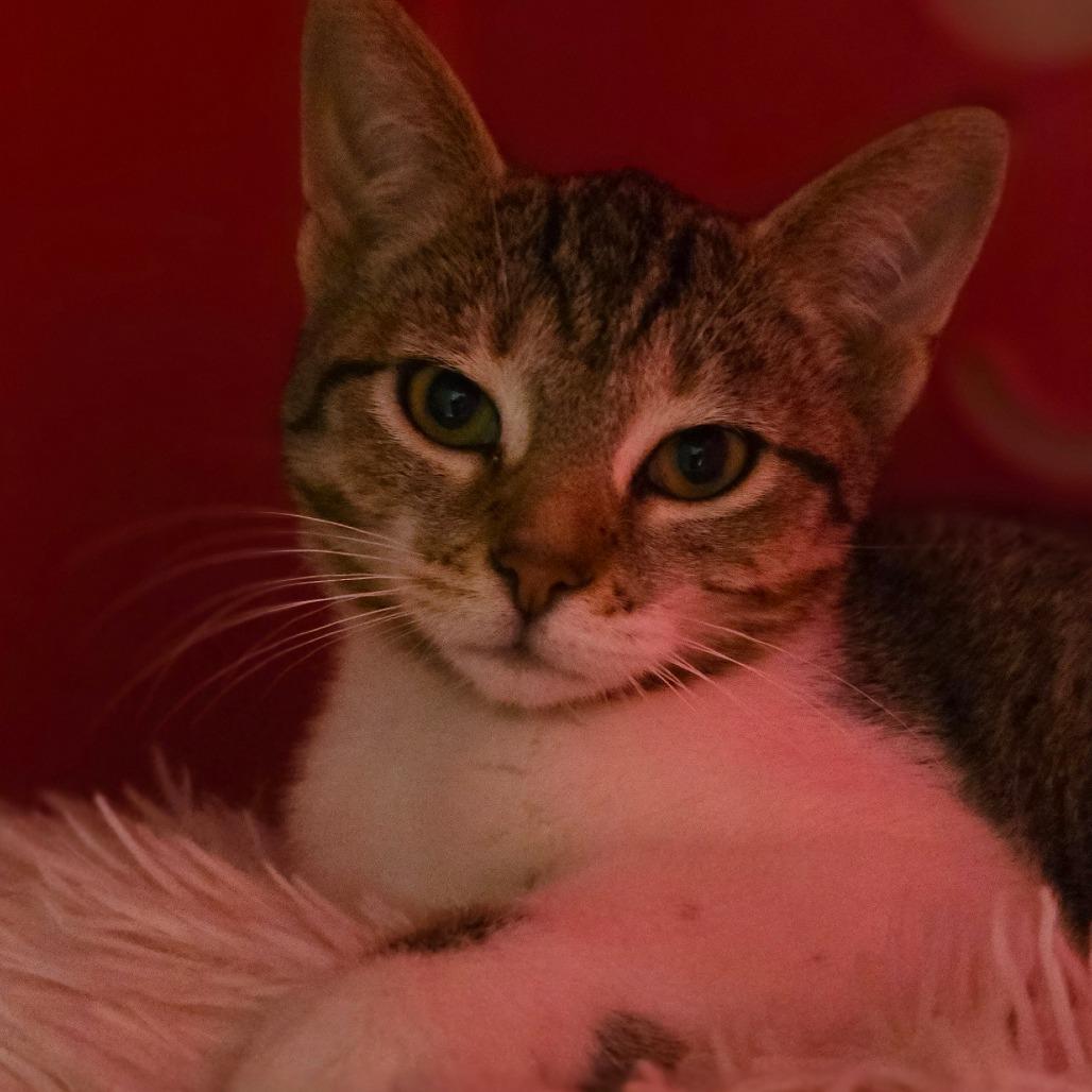 Enlarge Booboo, a Adoptable Domestic Short Hair in Watertown, NY image 2/3