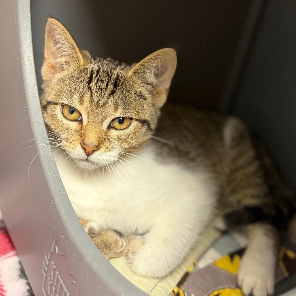 Enlarge Booboo, a Adoptable Domestic Short Hair in Watertown, NY image 3/3
