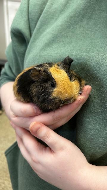 Garbanzo, Adoptable, Baby Female Guinea Pig & Guinea Pig.