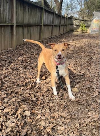 Nala, Adoptable, Adult Female Mixed Breed & Mixed Breed.