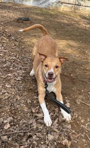 Enlarge Nala, a Adoptable mixed breed in Knoxville, TN image 3/3