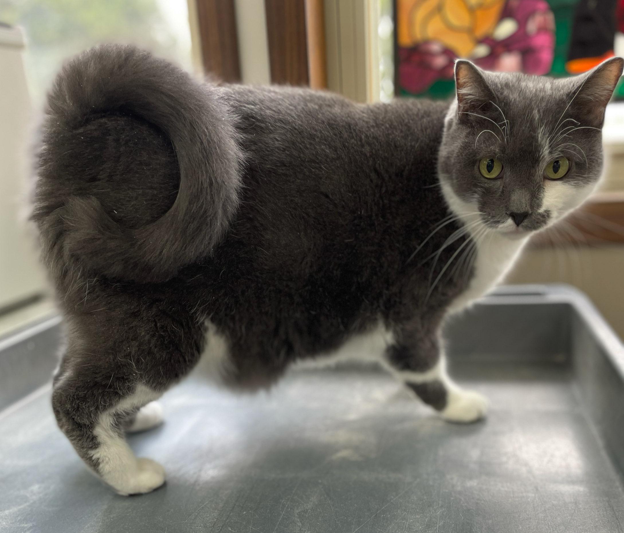 Curley, a Adoptable Domestic Short Hair in Neillsville, WI image 5/6