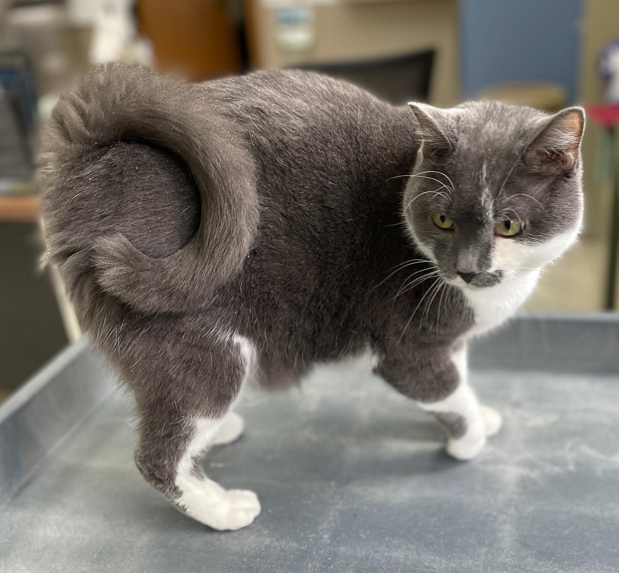 Curley, Adoptable, Adult Male Domestic Short Hair.
