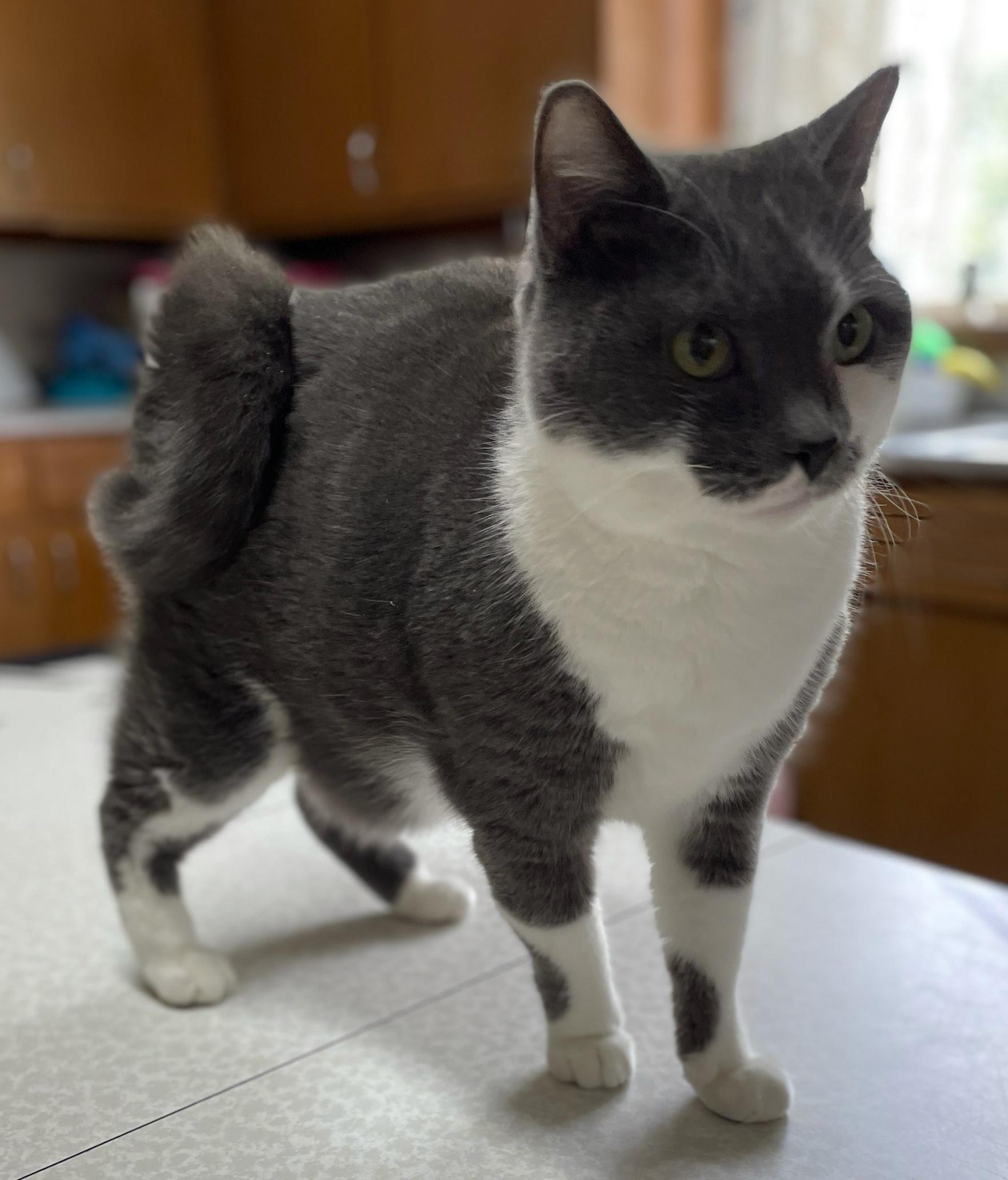 Curley, a Adoptable Domestic Short Hair in Neillsville, WI image 3/6