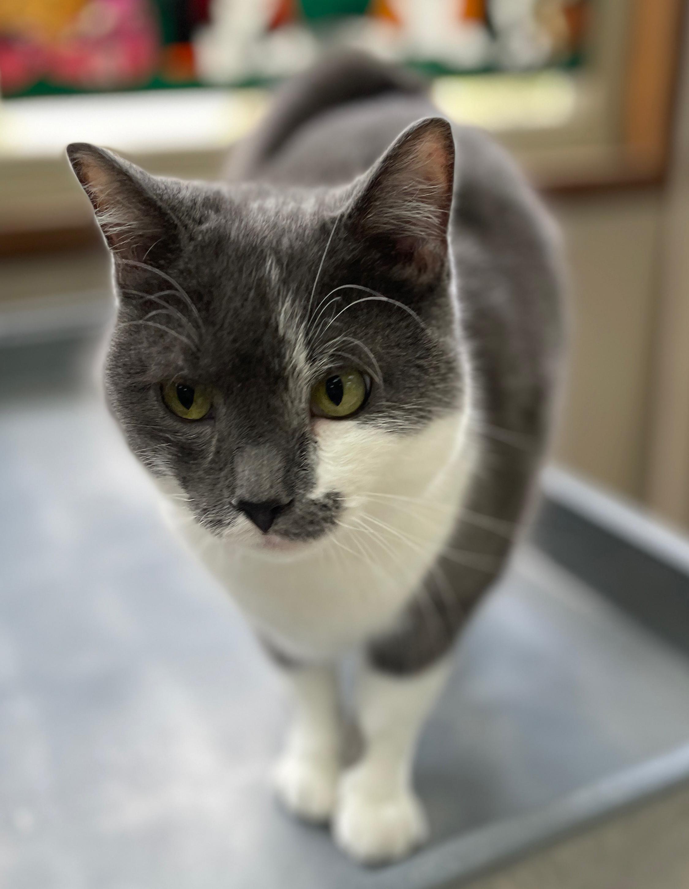 Curley, a Adoptable Domestic Short Hair in Neillsville, WI image 2/6