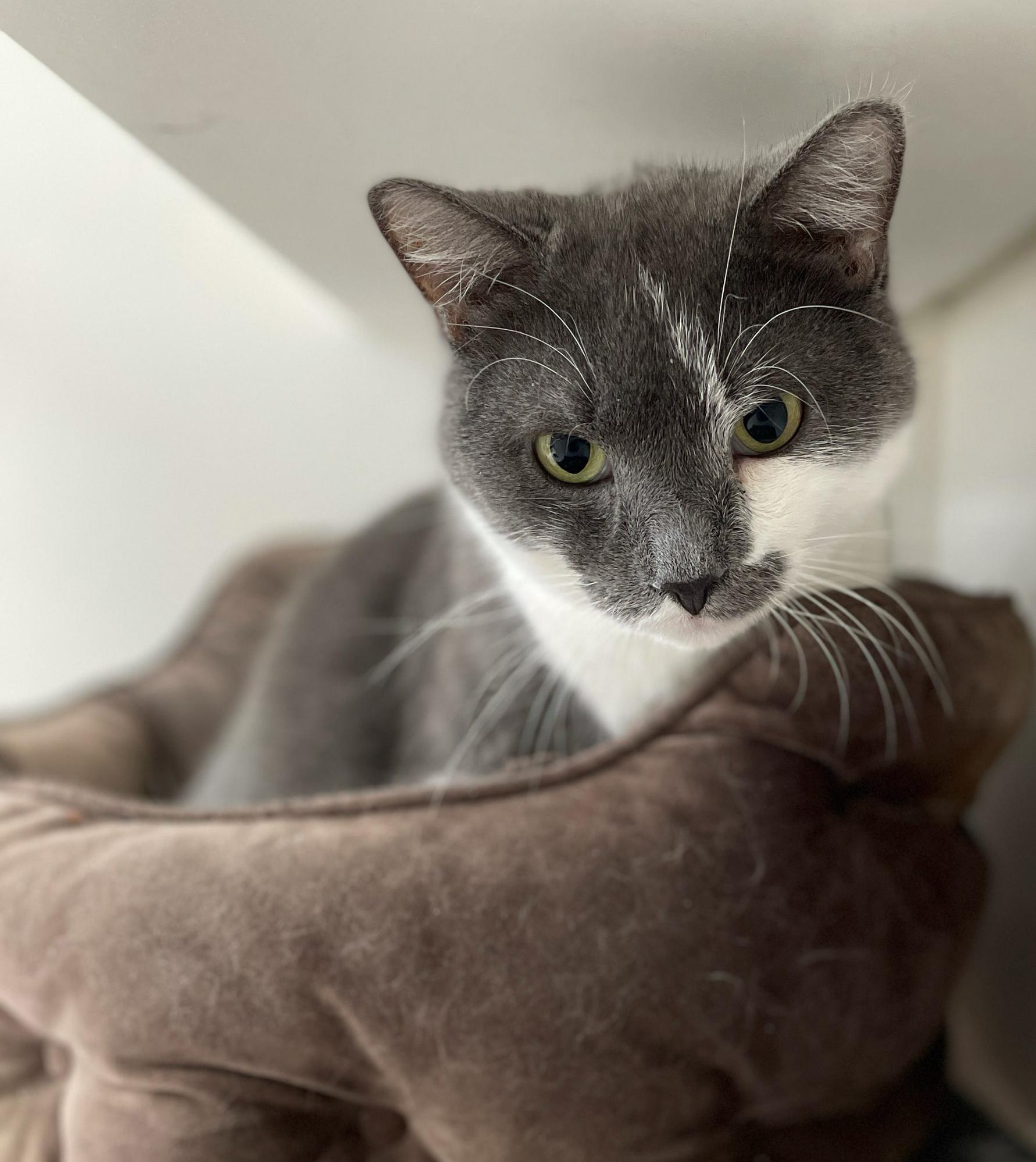 Curley, a Adoptable Domestic Short Hair in Neillsville, WI image 6/6