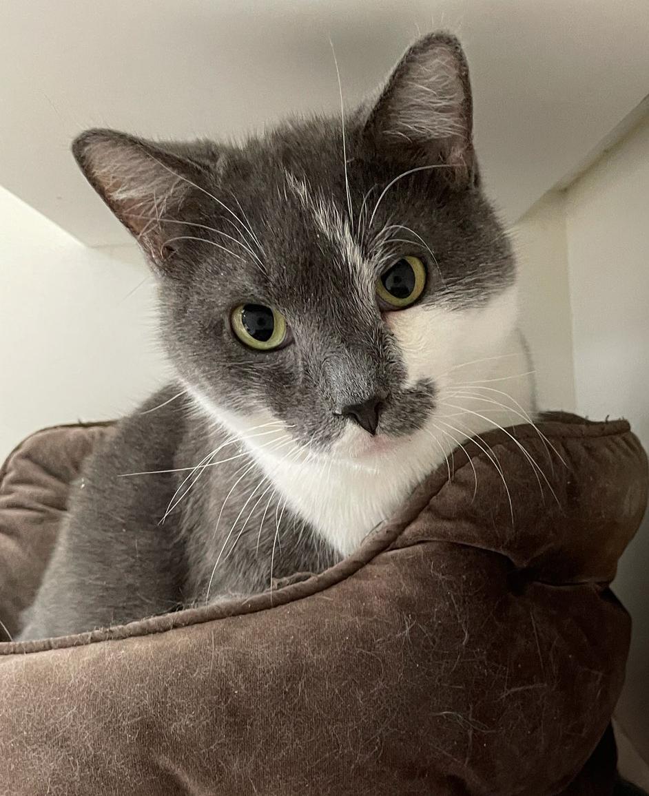 Curley, a Adoptable Domestic Short Hair in Neillsville, WI image 4/6