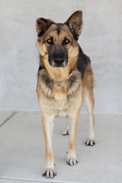 Enlarge Dax, an adopted mixed breed in Greeley, CO image 2/3