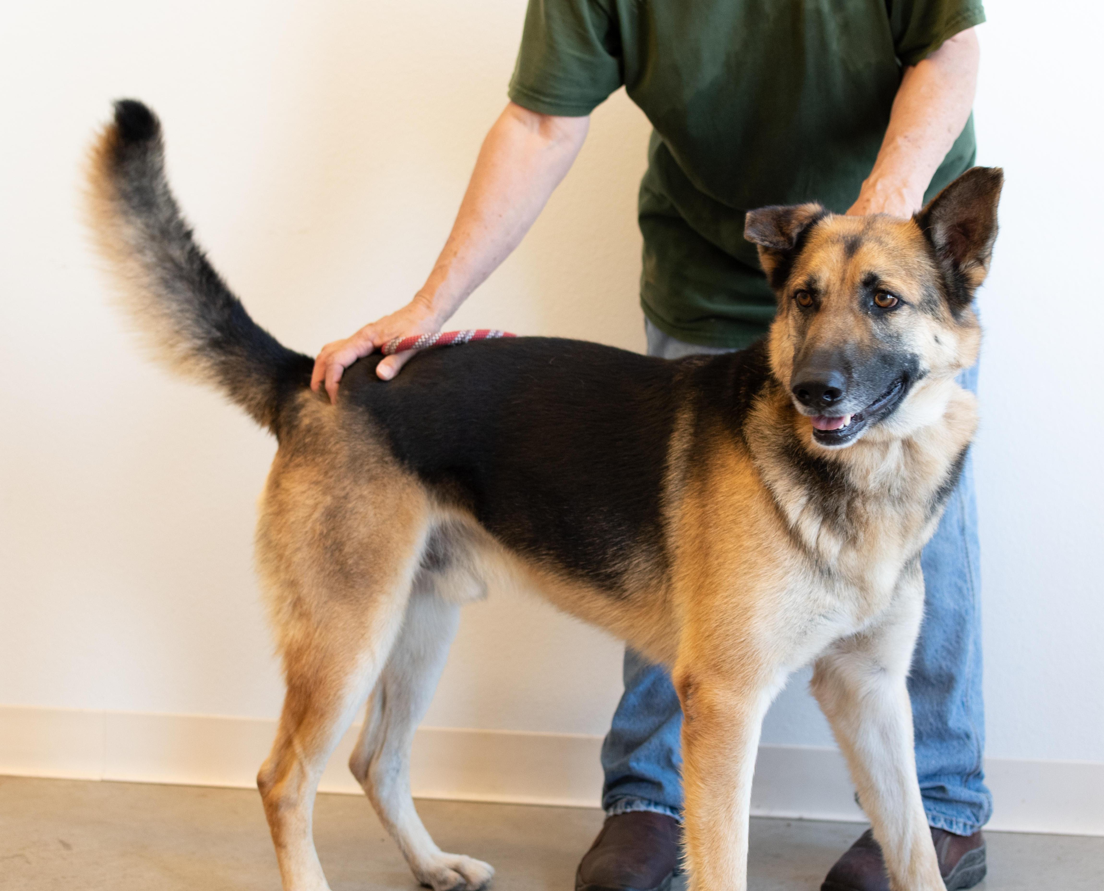 Enlarge Dax, an adopted mixed breed in Greeley, CO image 3/3