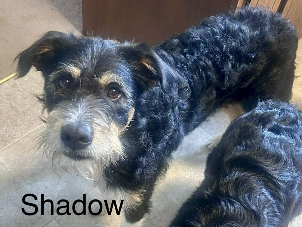 Shadow, Adoptable, Young Male Affenpinscher.