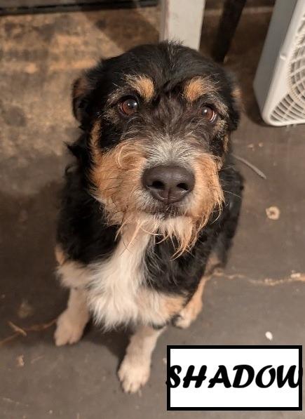 Shadow, a Adoptable Affenpinscher in Owatonna, MN image 2/4