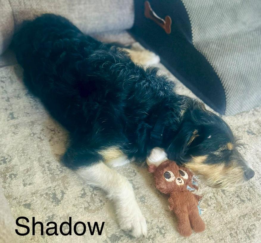 Shadow, a Adoptable Affenpinscher in Owatonna, MN image 3/4