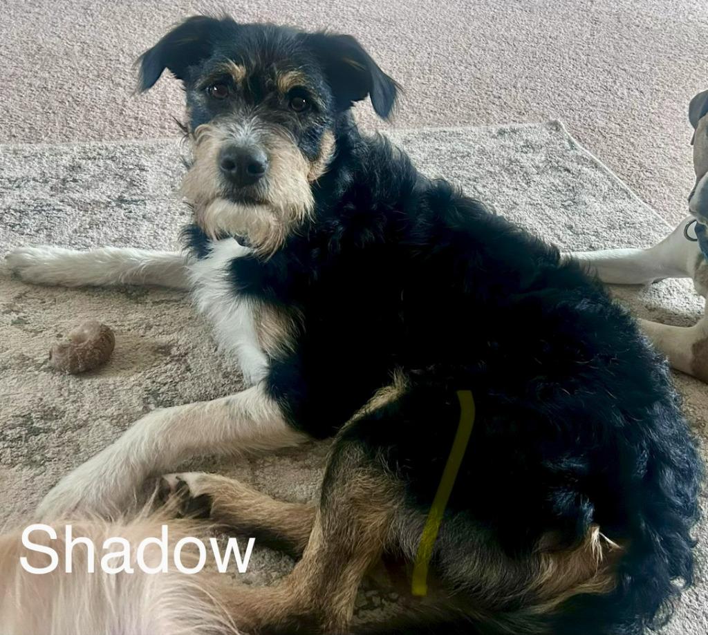 Shadow, a Adoptable Affenpinscher in Owatonna, MN image 4/4