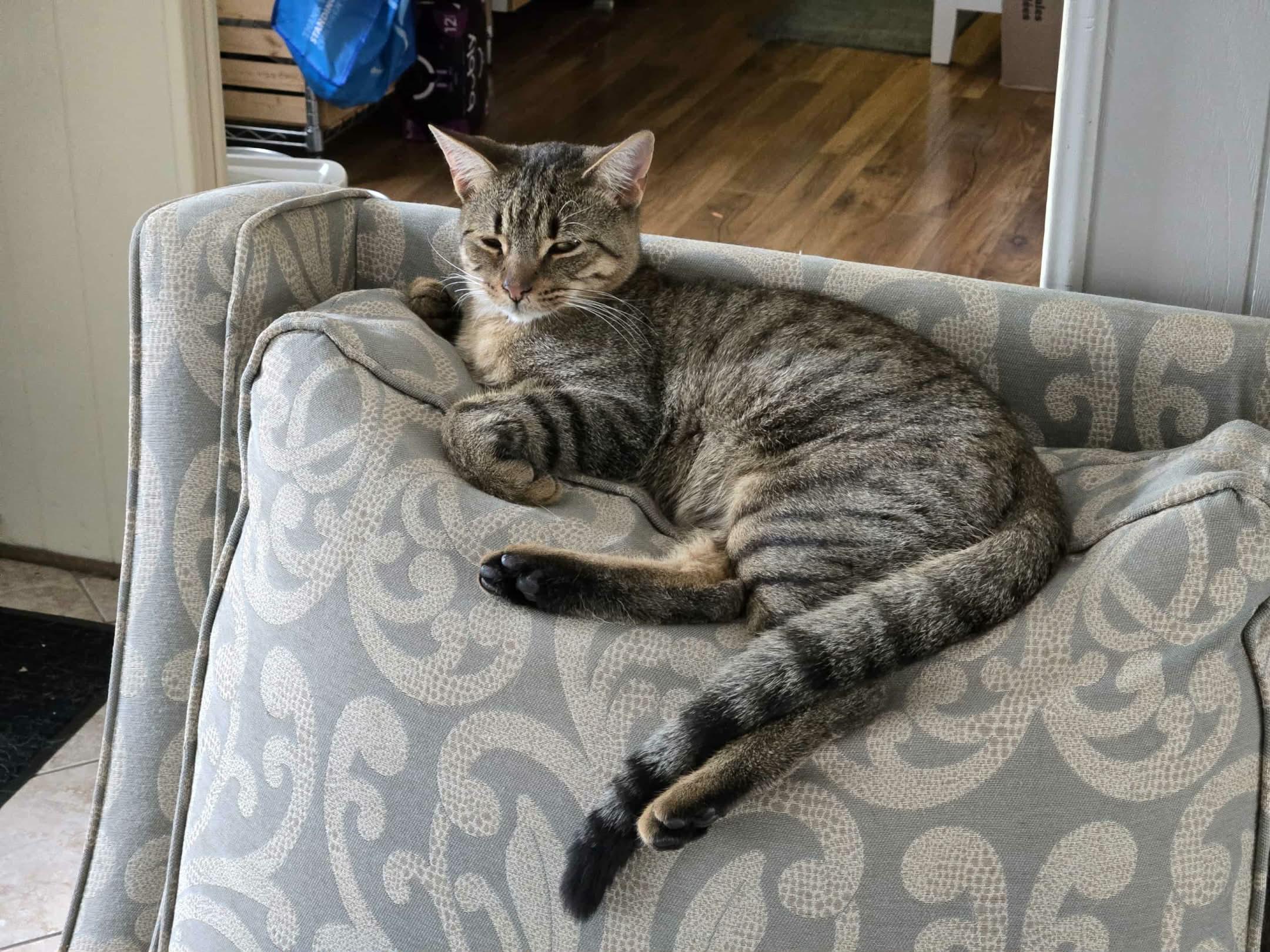 Hank, a Adoptable Domestic Short Hair in Shakespeare, ON image 3/5