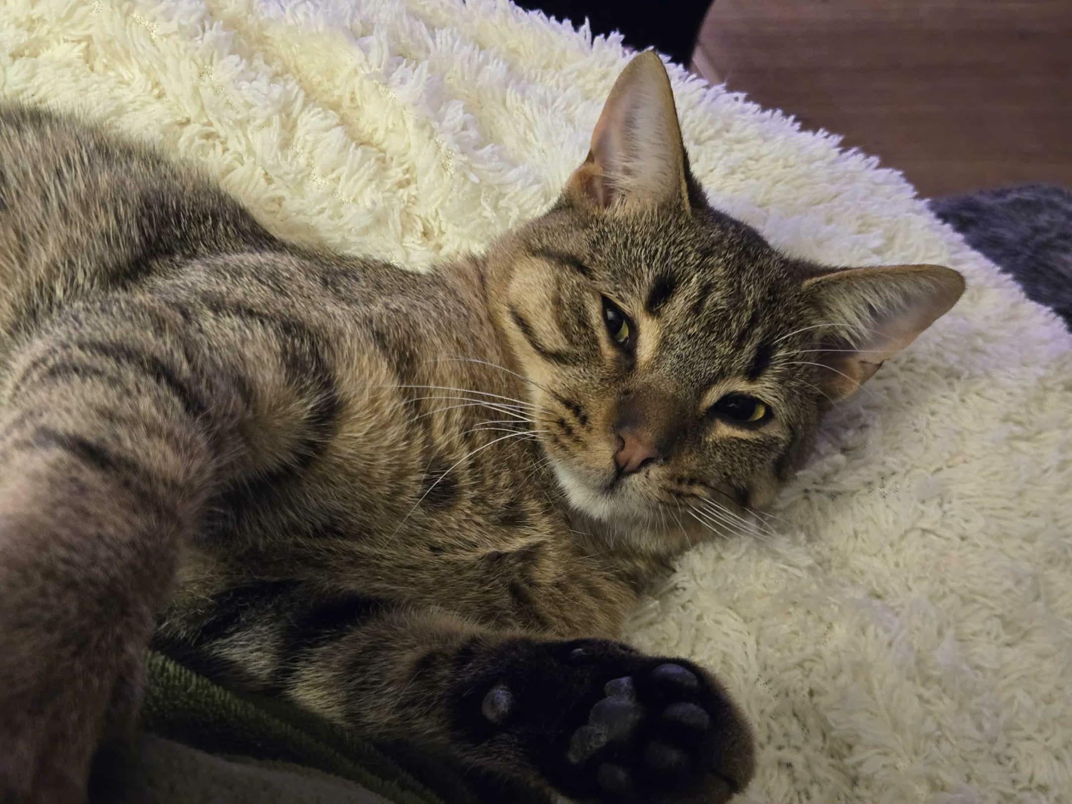 Hank, a Adoptable Domestic Short Hair in Shakespeare, ON image 1/5