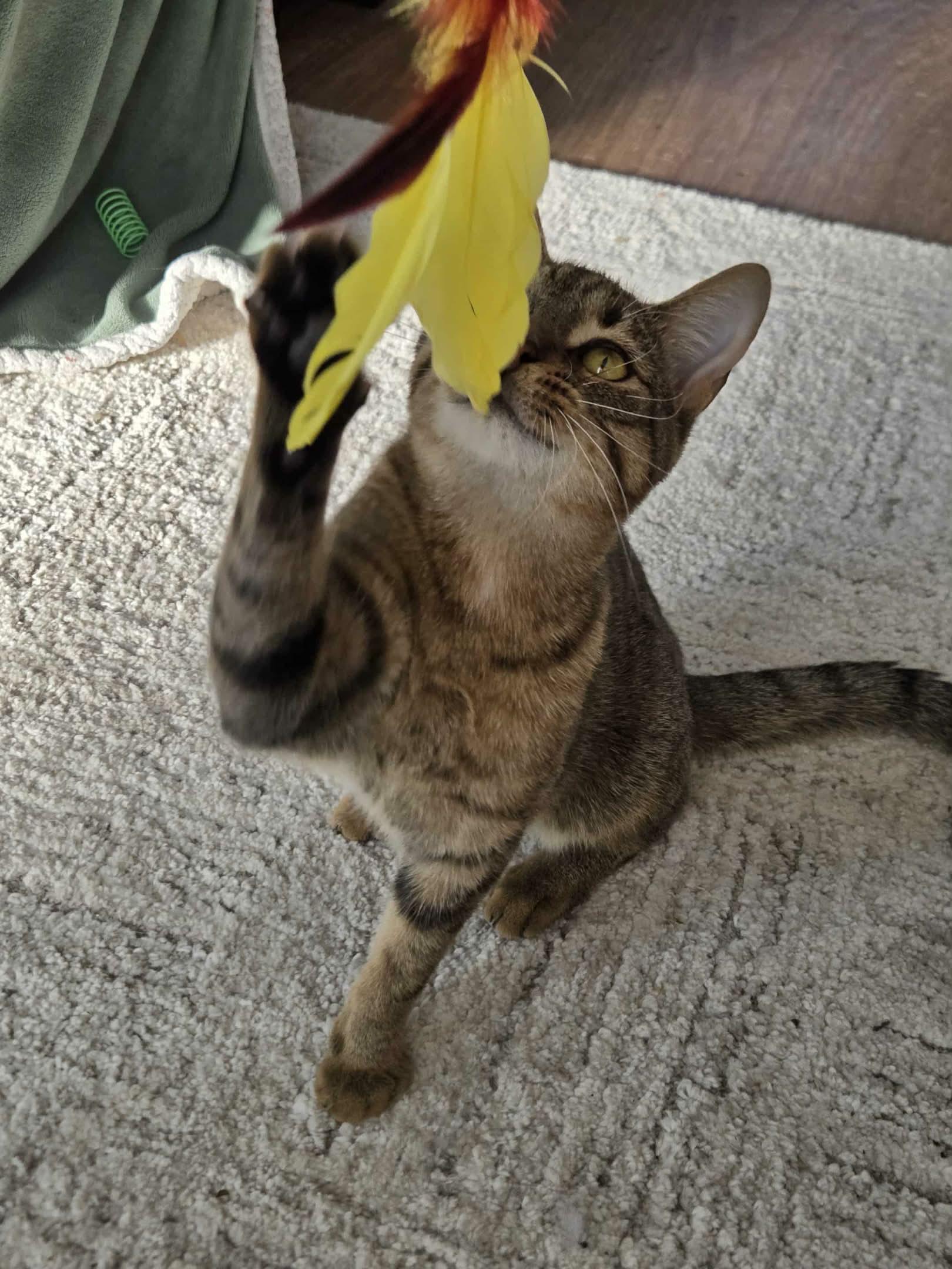 Hank, a Adoptable Domestic Short Hair in Shakespeare, ON image 4/5