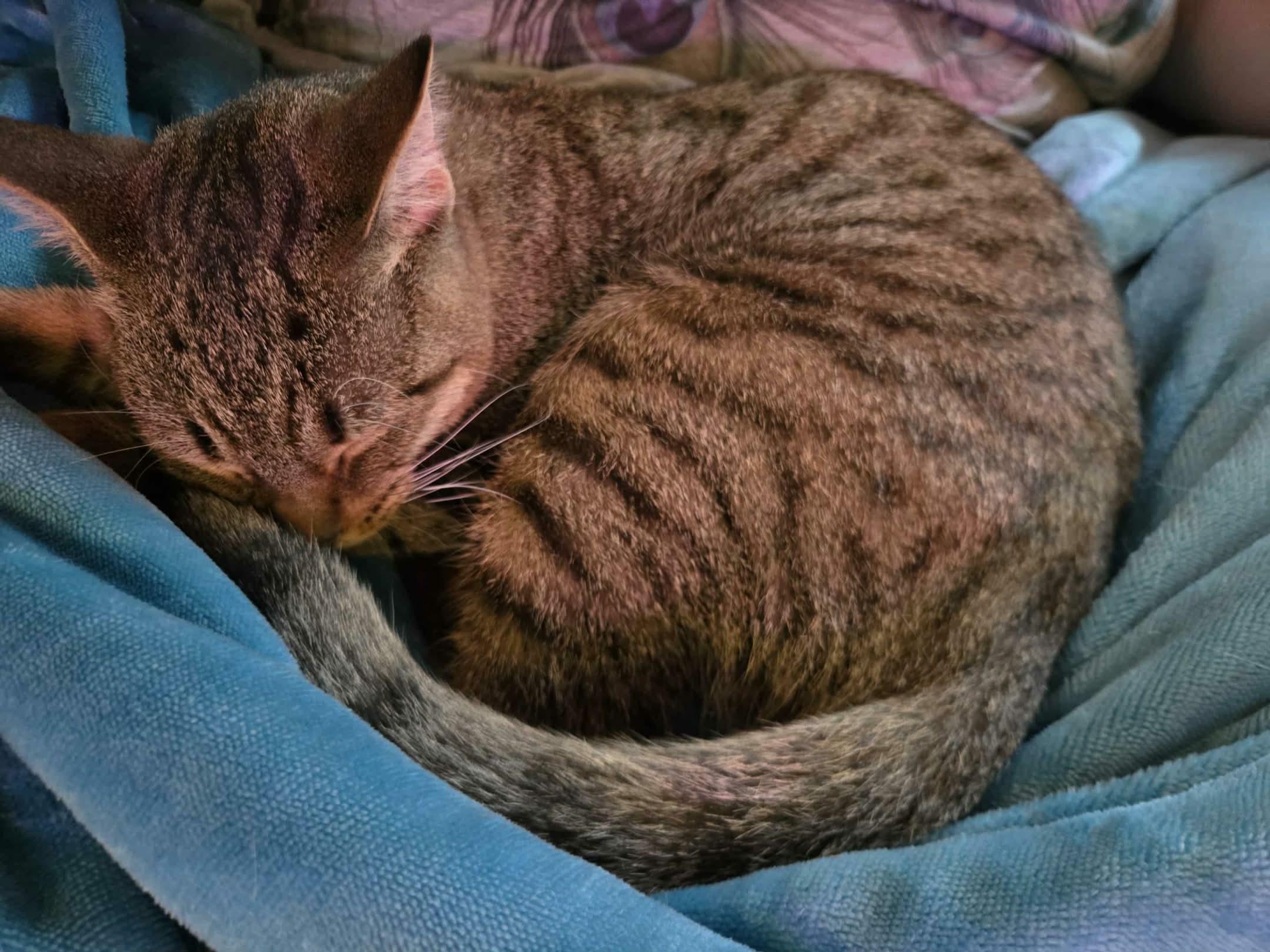 Hank, a Adoptable Domestic Short Hair in Shakespeare, ON image 2/5