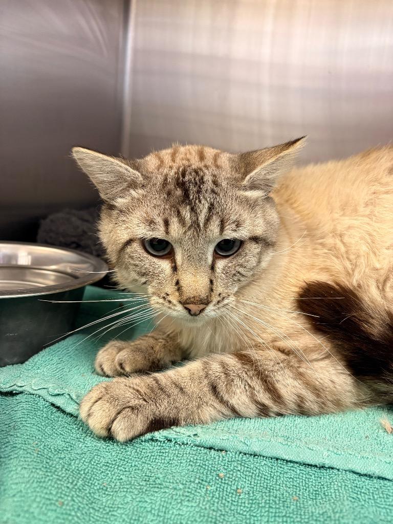 Delta, Adopted, Young Male Domestic Short Hair.