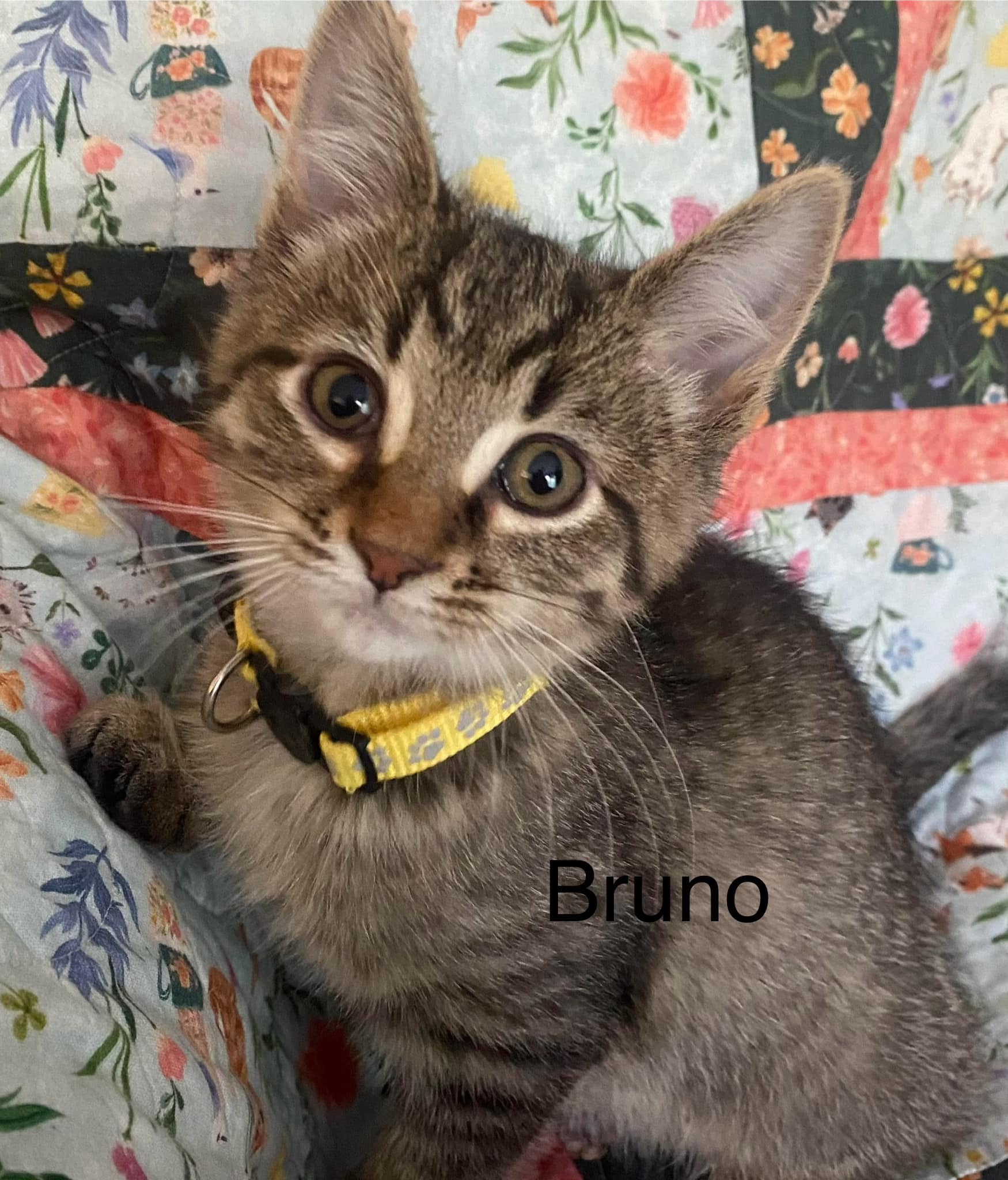 Cat for adoption Bruno, a Domestic Short Hair Mix in Olivet, MI