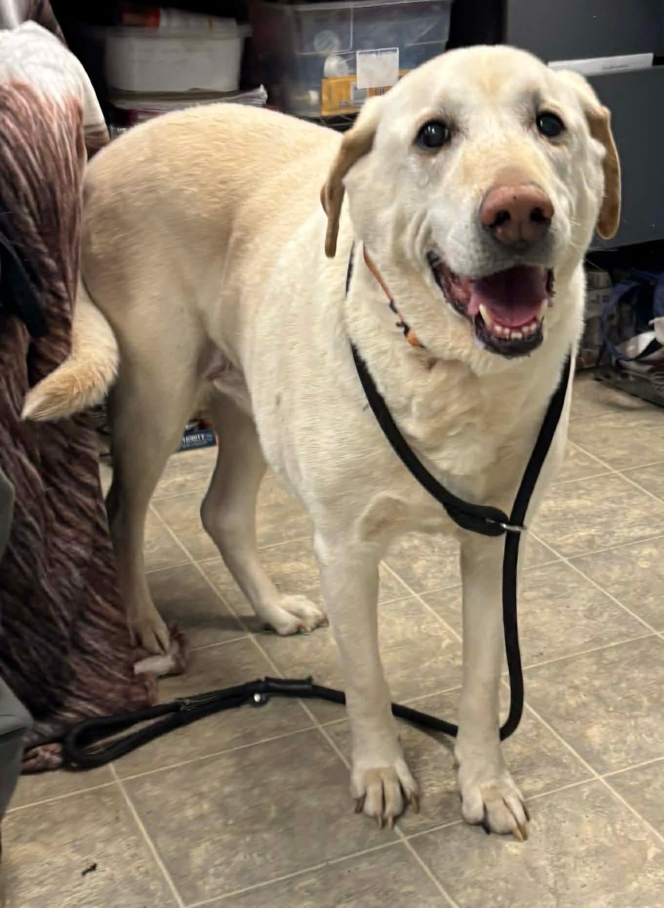 Chance - At shelter, Adopted, Senior Male Labrador Retriever.