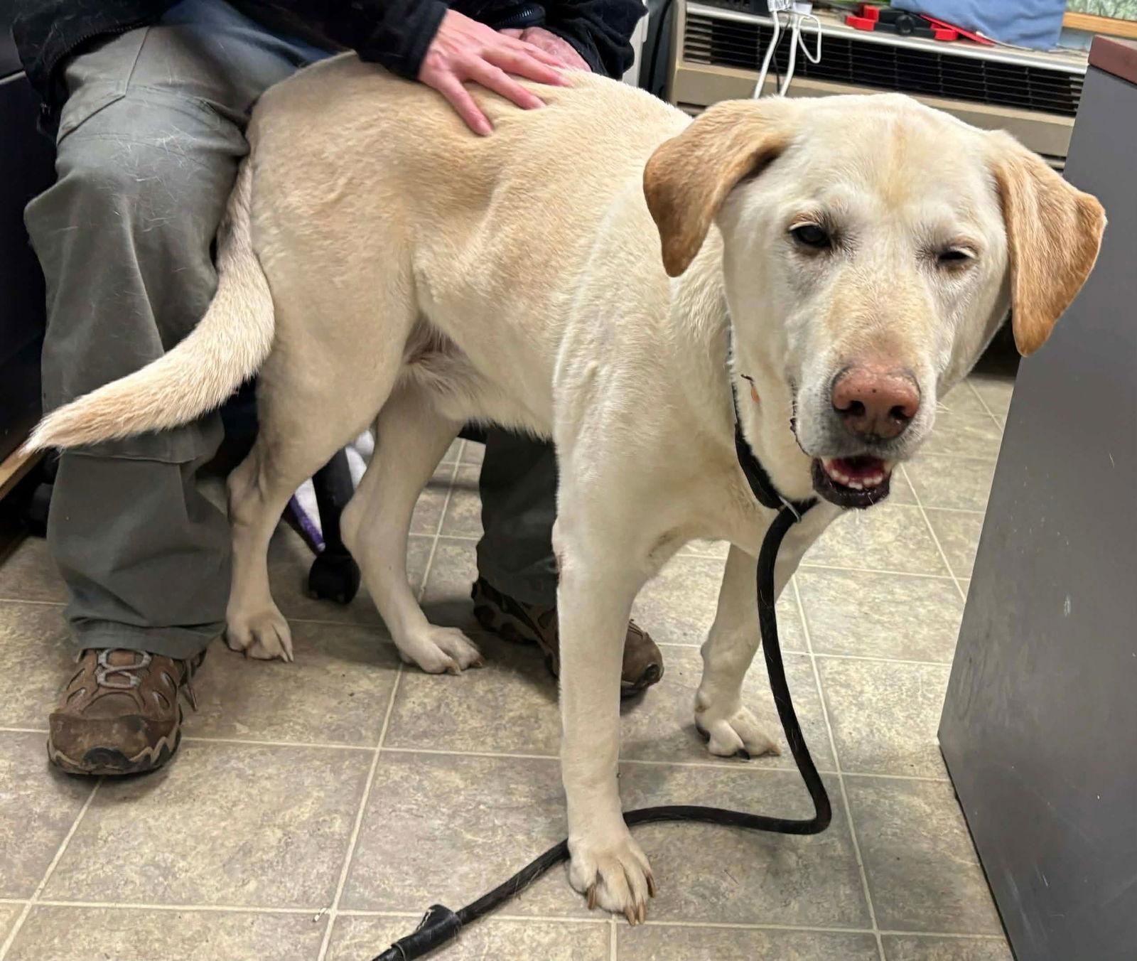 Enlarge Chance - At shelter, a Adopted Labrador Retriever in Rustburg, VA image 2/2