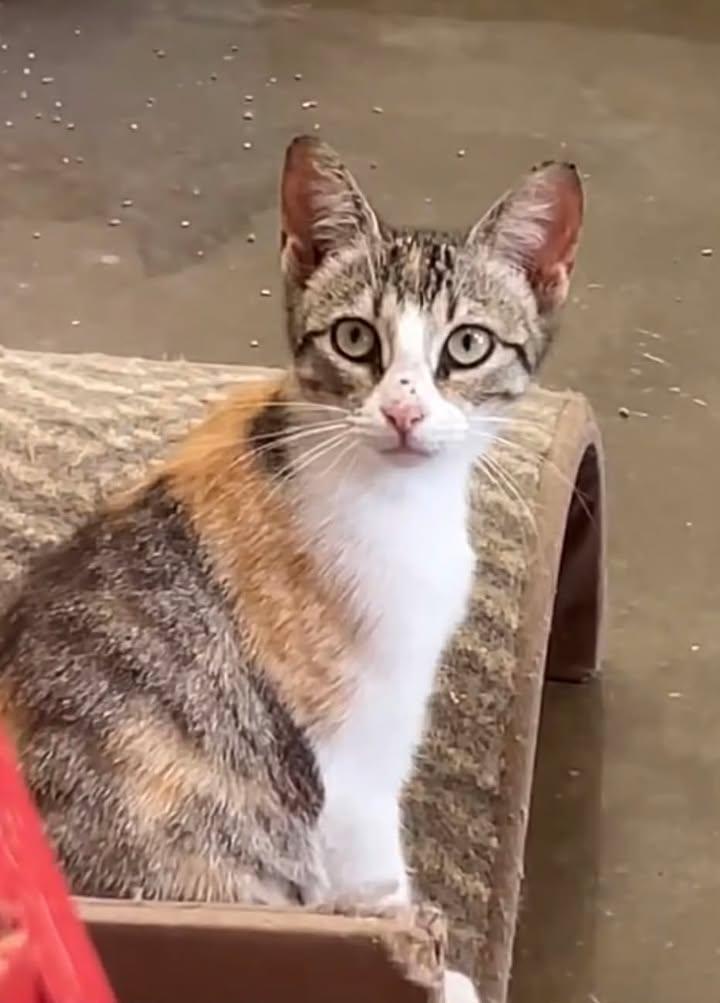 Zombie, ADOPTABLE, Young Female Calico & Tabby.