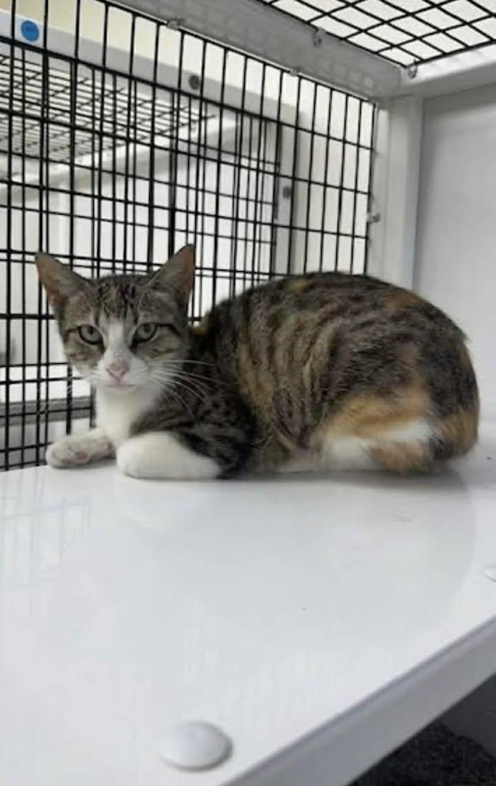 Enlarge Zombie, a ADOPTABLE mixed breed in Port Lavaca, TX image 2/3