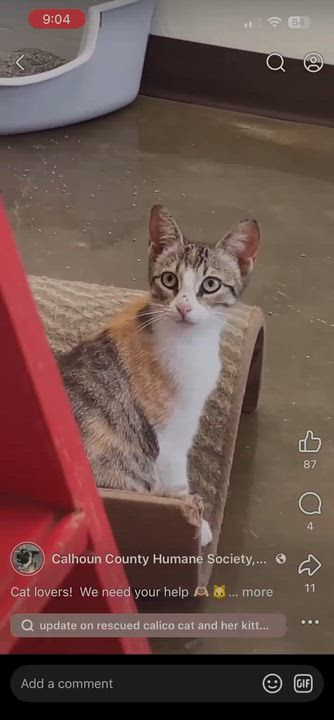 Enlarge Zombie, a ADOPTABLE mixed breed in Port Lavaca, TX video 3/3