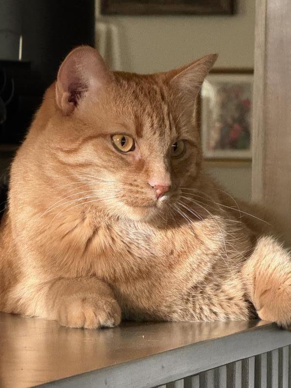 Jonesy, Adoptable, Adult Male Domestic Medium Hair.