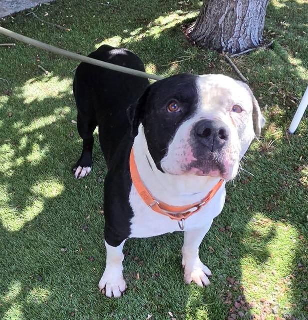 Chutney, a ADOPTABLE Pit Bull Terrier in Phoenix, OR image 3/4