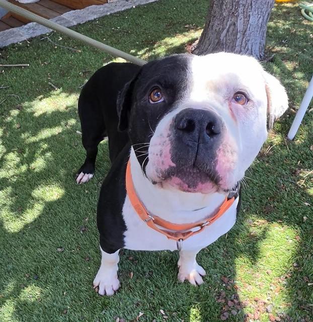 Chutney, a ADOPTABLE Pit Bull Terrier in Phoenix, OR image 4/4