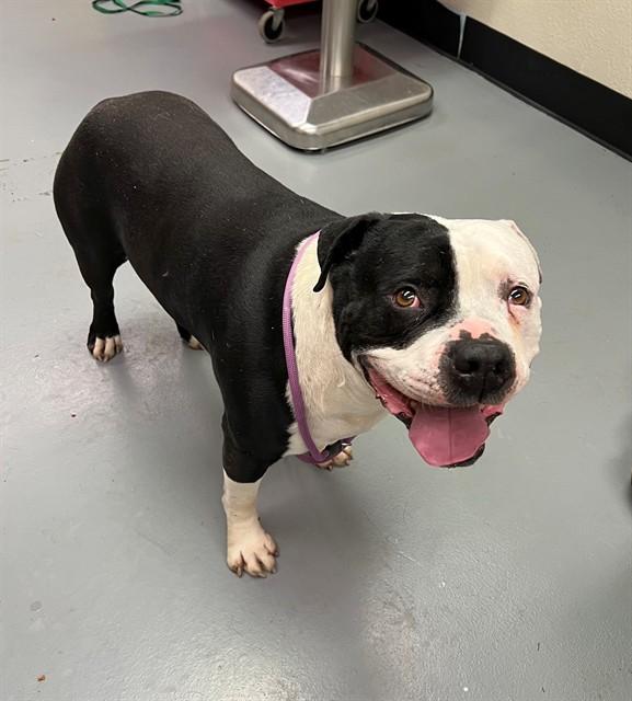 Chutney, a ADOPTABLE Pit Bull Terrier in Phoenix, OR image 2/4