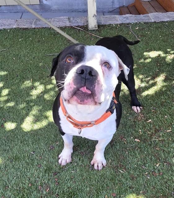 Chutney, a ADOPTABLE Pit Bull Terrier in Phoenix, OR image 1/4