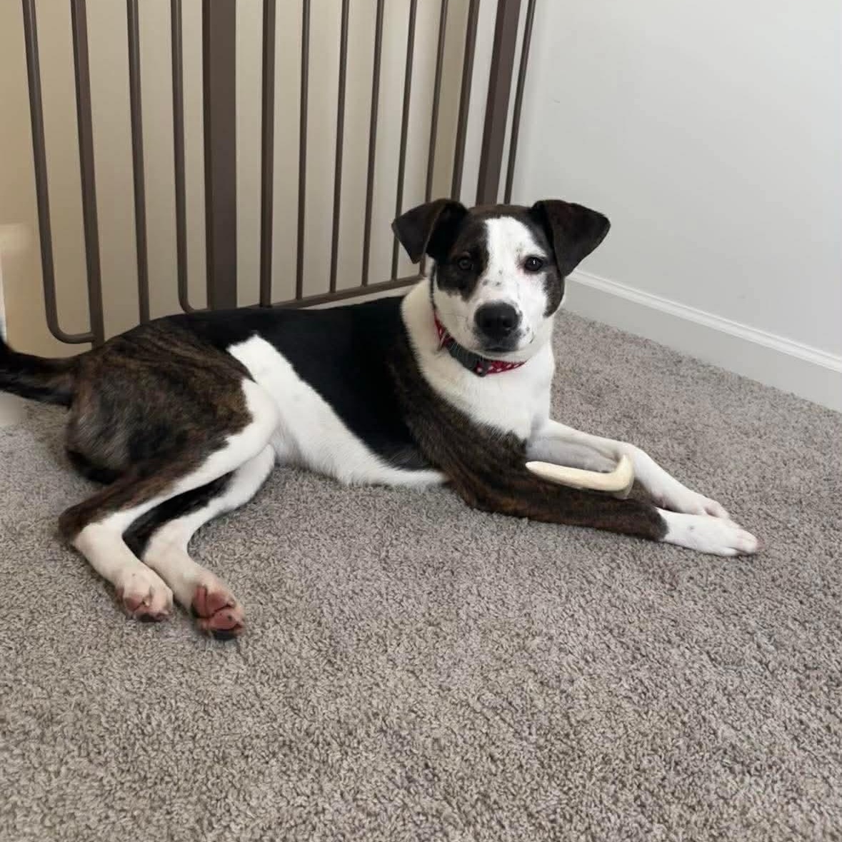 Gigi , ADOPTABLE, Puppy Female Terrier.