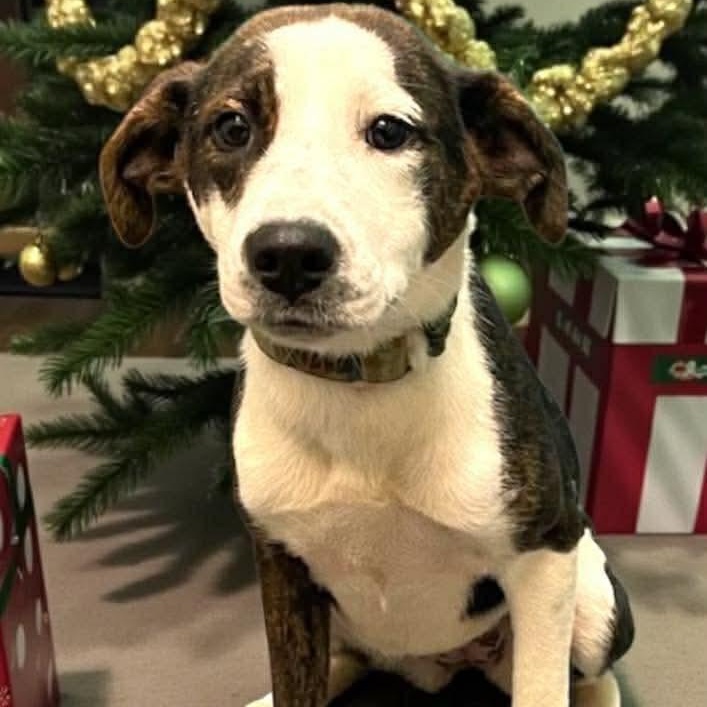 Gigi , ADOPTABLE, Puppy Female Terrier.