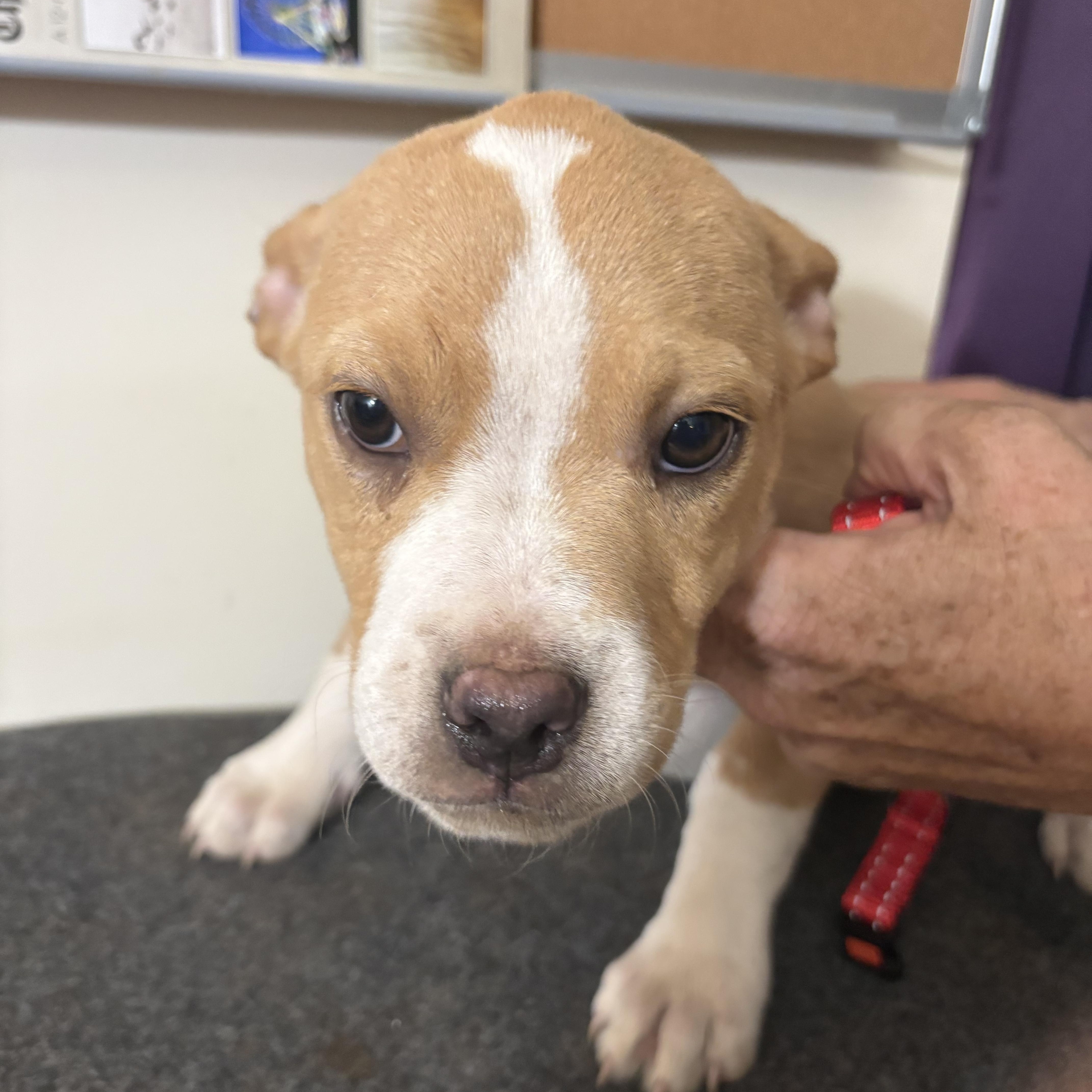 Enlarge Iris, a ADOPTABLE mixed breed in Partlow, VA image 1/1