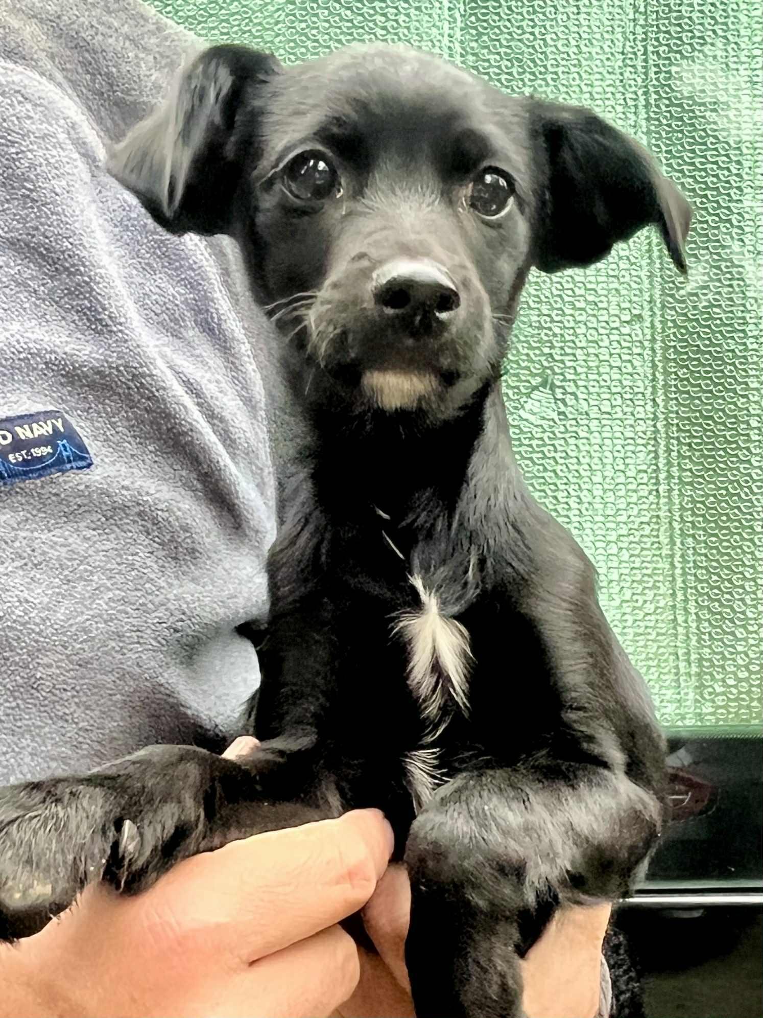 Enlarge Anderson, a Adoptable mixed breed in Seattle, WA image 1/4