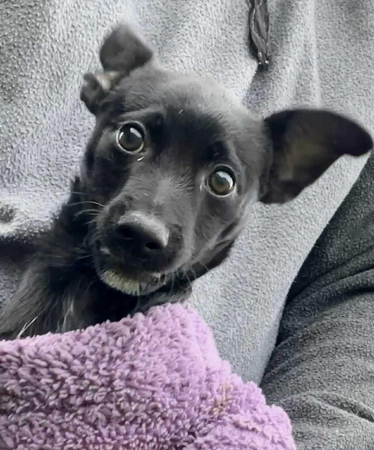 Enlarge Anderson, a Adoptable mixed breed in Seattle, WA image 2/4