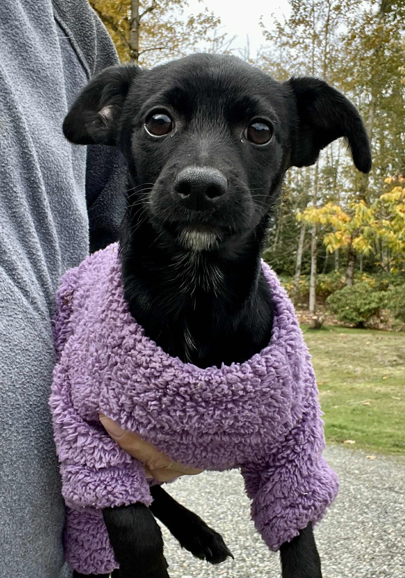 Enlarge Anderson, a Adoptable mixed breed in Seattle, WA image 3/4