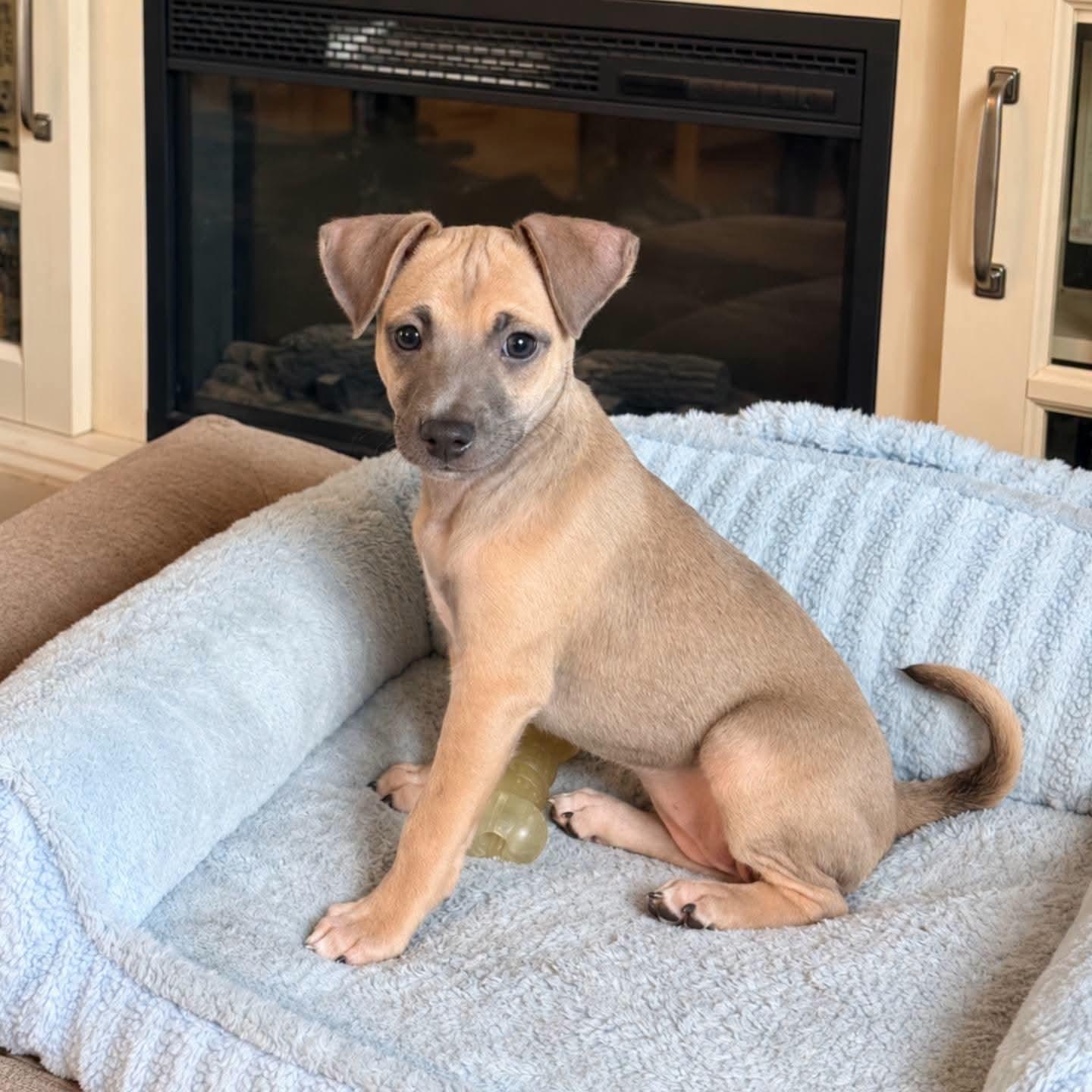 Enlarge Hyacinth, a Adoptable mixed breed in Ferndale, MI image 4/4