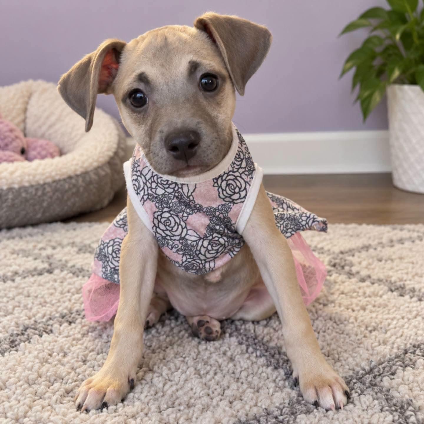 Enlarge Hyacinth, a Adoptable mixed breed in Ferndale, MI image 2/4