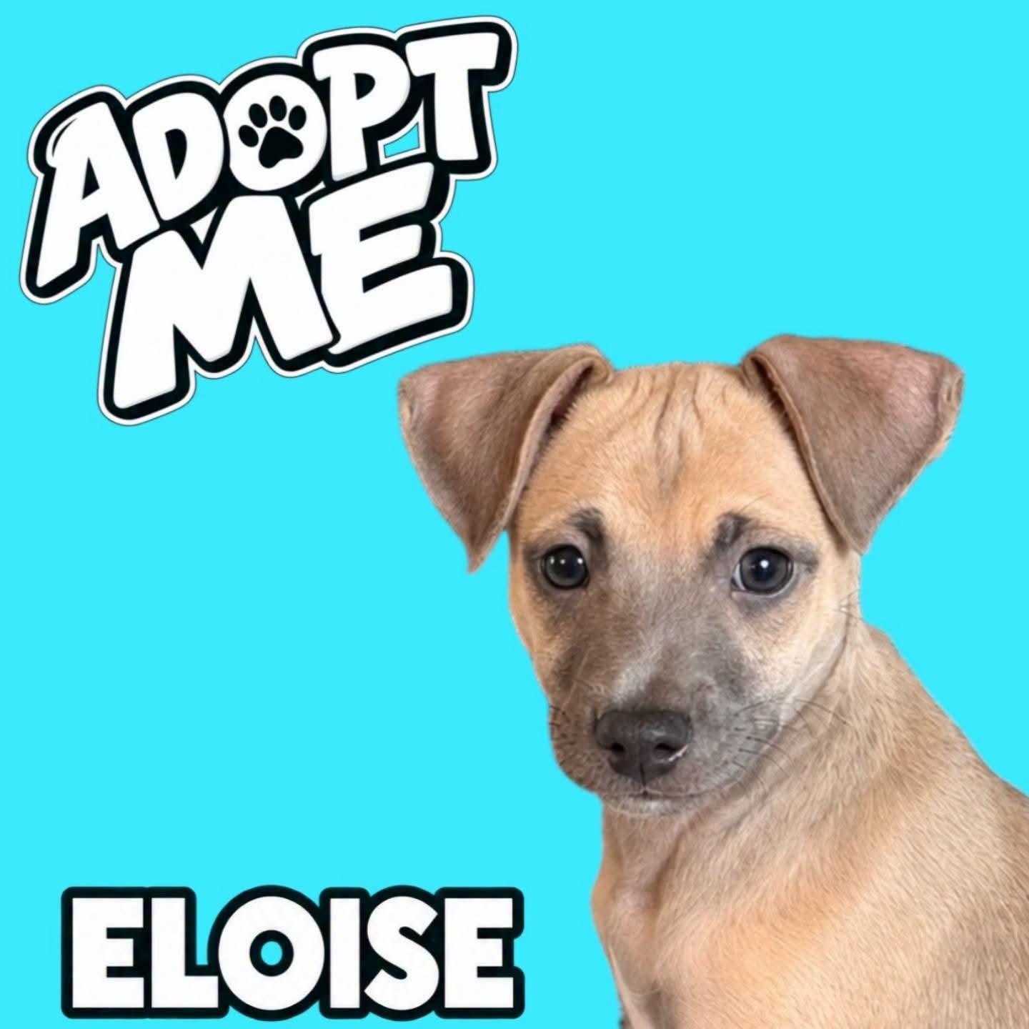 Hyacinth, Adoptable, Puppy Female Chihuahua.