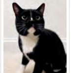 Enlarge Baloo, a Adoptable Domestic Short Hair in Pasadena, CA image 1/2