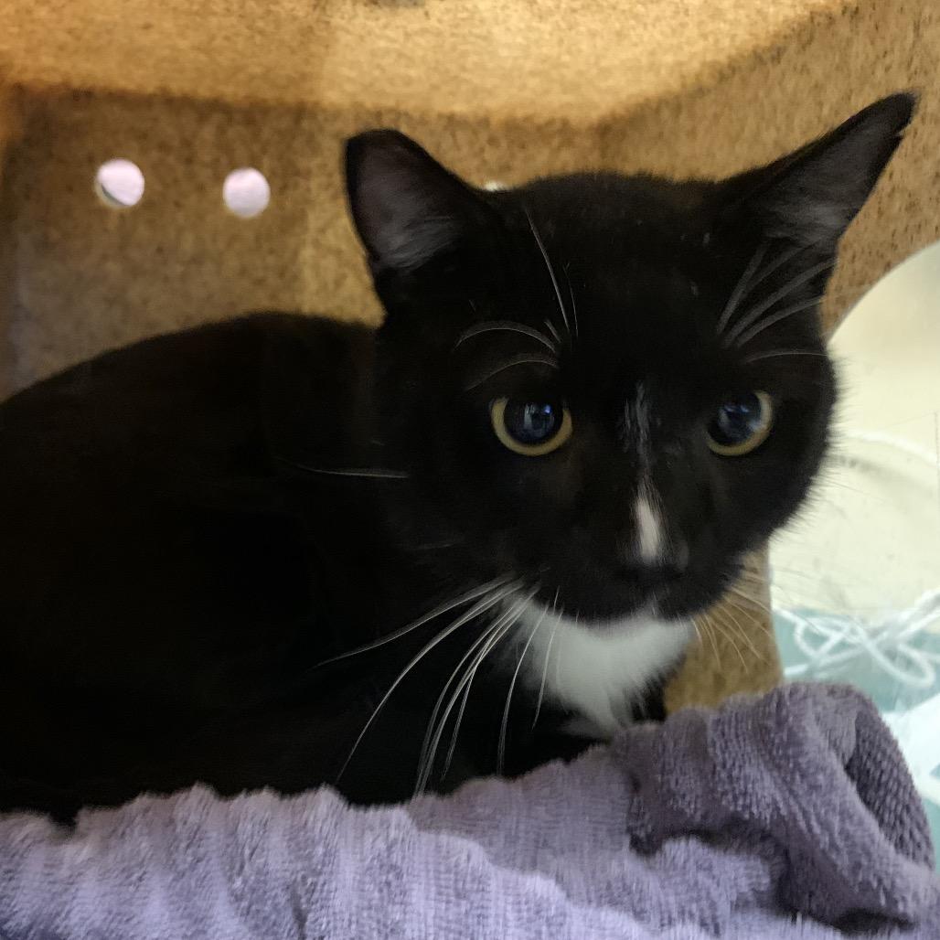 Enlarge Baloo, a Adoptable Domestic Short Hair in Pasadena, CA image 2/2