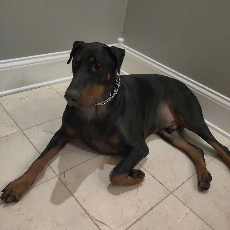 Enlarge Zeus - Forever Foster, a Adoptable Doberman Pinscher in Minneapolis, MN image 1/2